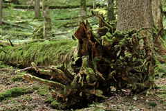 Totholz im Urwald
